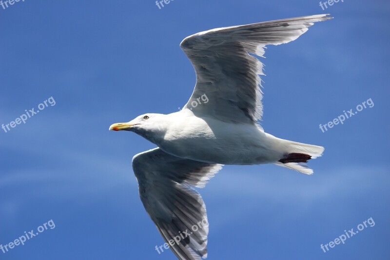 Seagull Fly Seattle Free Photos