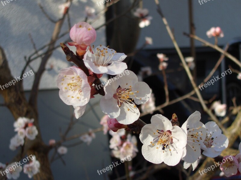 Spring Blossom Bloom Flourishing Tree Flowering Trees