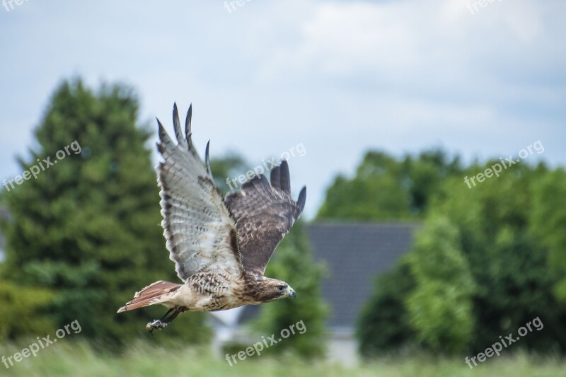 Bird Of Prey Bird Nature Free Photos