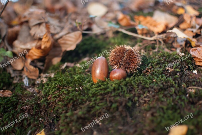 Acorn Chestnut Fall Nature Field