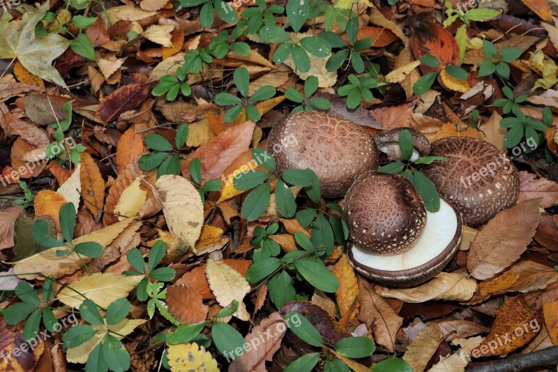 Mushroom Forest Nature The Nature Of The Natural