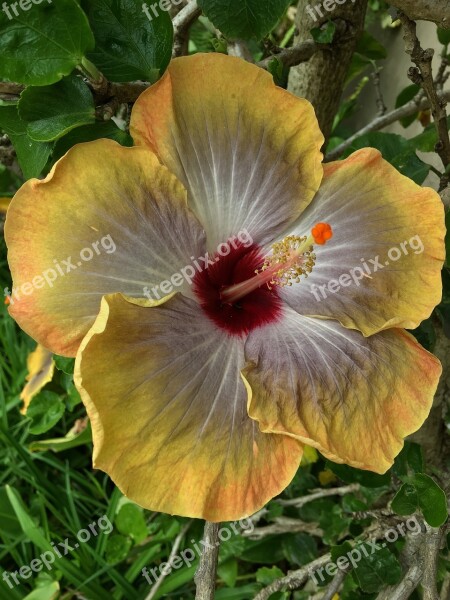 Hibiscus Yellow Yellow Flower Flower Ibisco Yellow