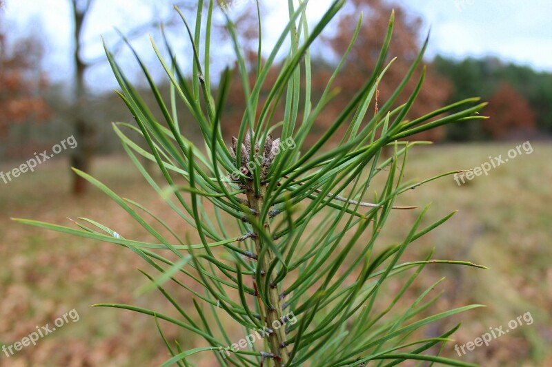 Pine Sapling Green Christmas Tree Samosiejka