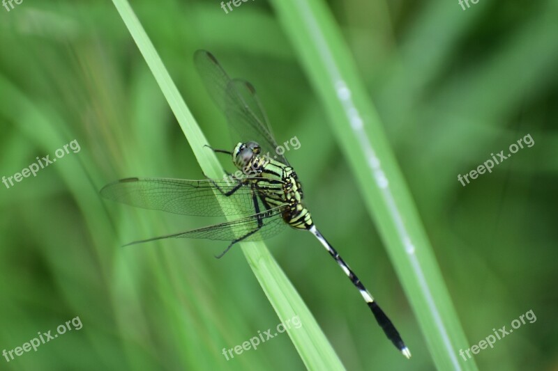 Dragonfly Insect Predatory Insect Carnivore Camouflage