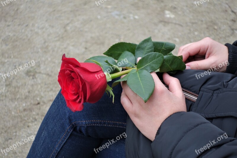 Girl With Red Rose Love Waiting Dreaming Romantic