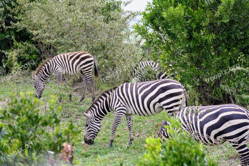 Zebra Grazing Nature Wildlife Africa