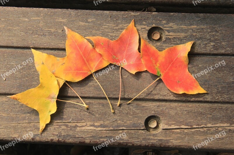 Ingot Maple Yellow Orange Red Leaves Free Photos