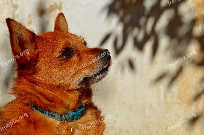 Dog Puppy To Watch Watchful Careful