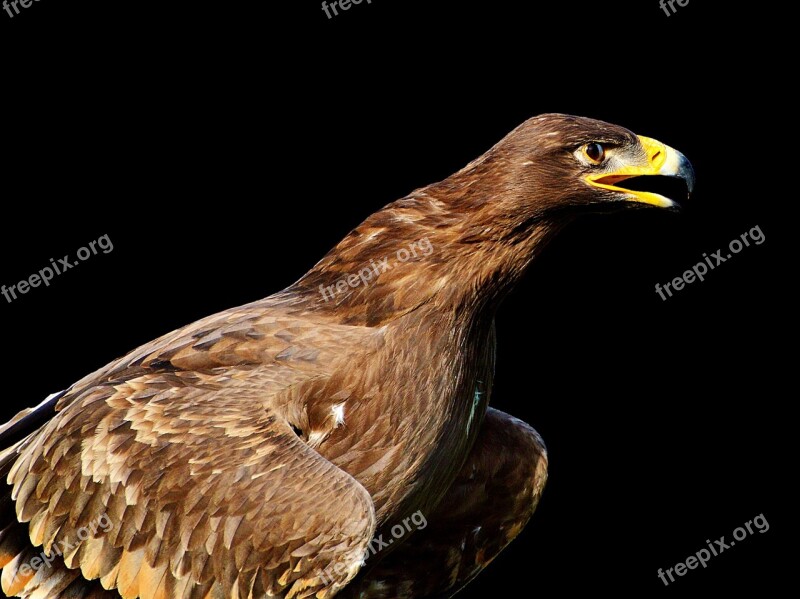 Adler Bird Of Prey Raptor Bird Bill