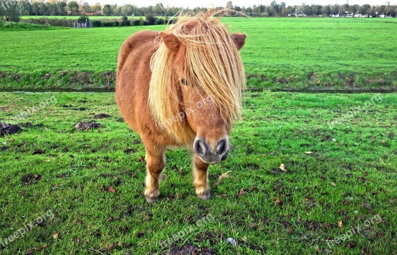 Shetland Pony Pony Mane Head Livestock