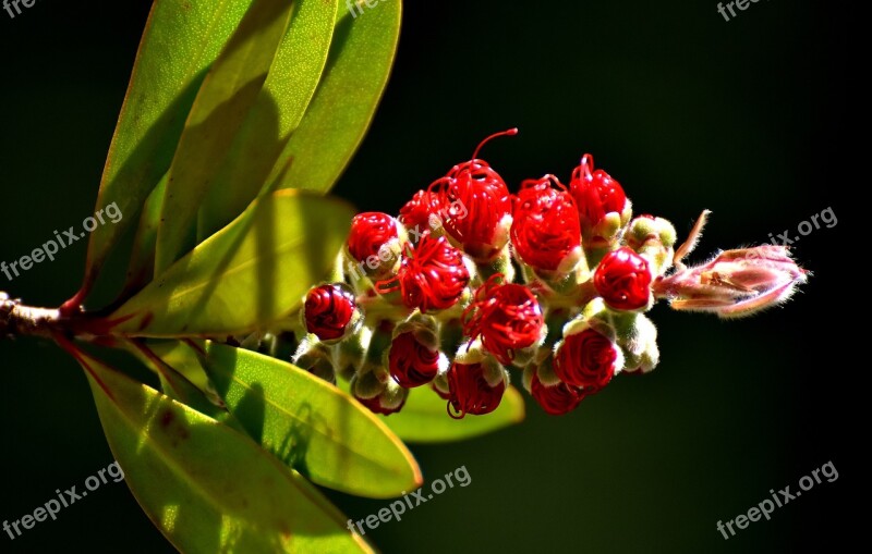 Flower Red Lemon Bottlebrush Callistemon Citrinus Plant