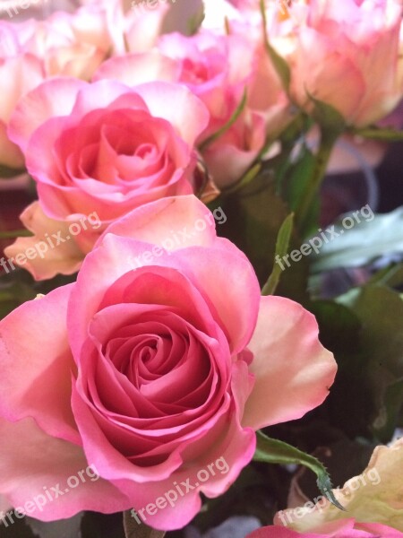 Roses Pink Fl Flower Valentine