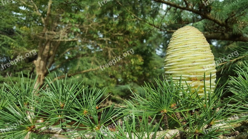 Pine Cone Tree Branch Nature