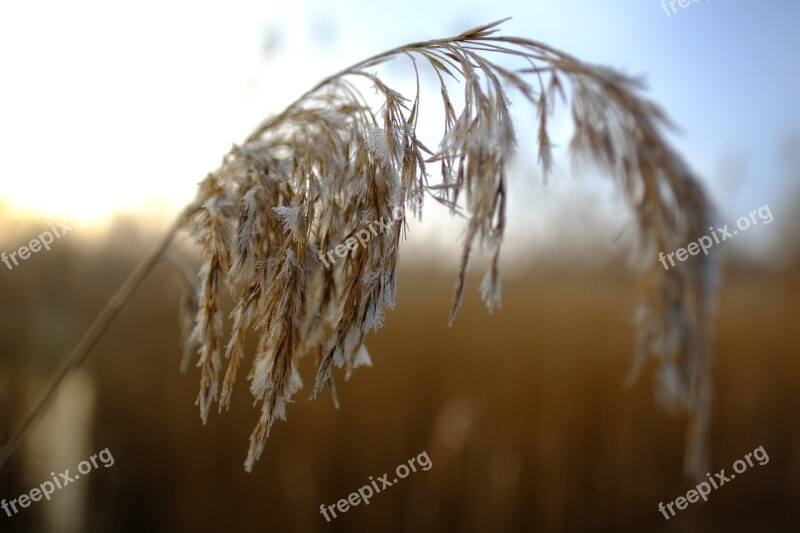 Winter Frost Winter Landscape Hoar Frost Hoarfrost