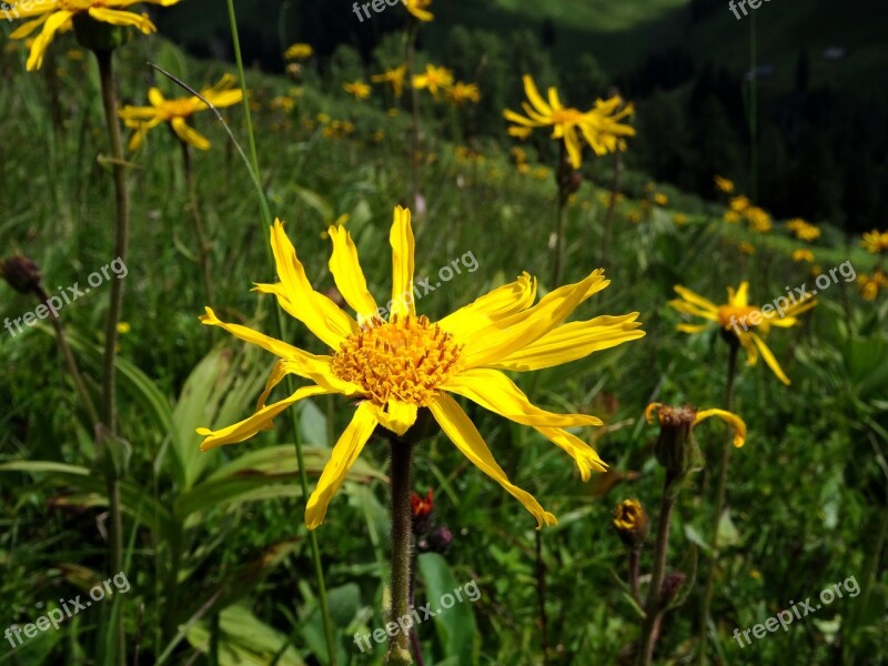 Arnica Arnica Montana Mountain Well-to-hire Yellow Medicinal Plant