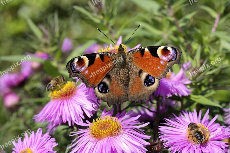 Peacock Butterfly Butterflies Flower Macro Peacock