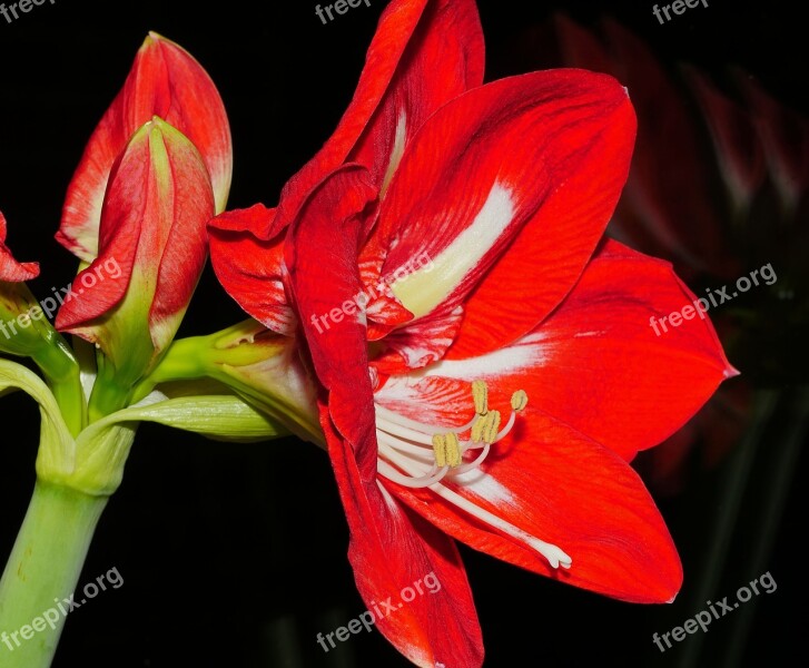 Amaryllis Blossom Bloom Flower Red