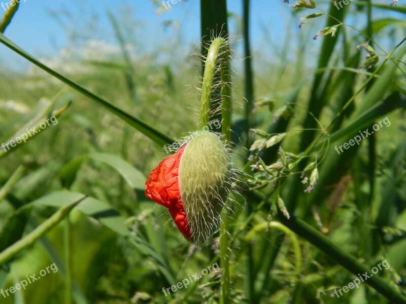 Red Red Weed Field Green Grain