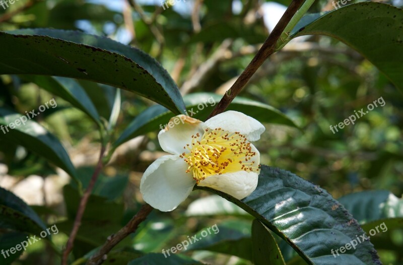 Flower Tea Green Tea Leaves Vietnam White Flowers Free Photos