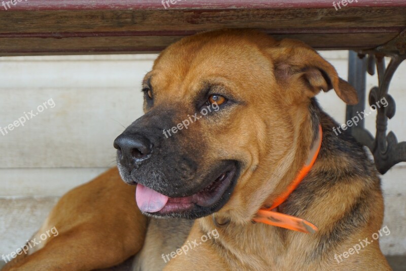 Dog Tongue Lazy Brown Fur