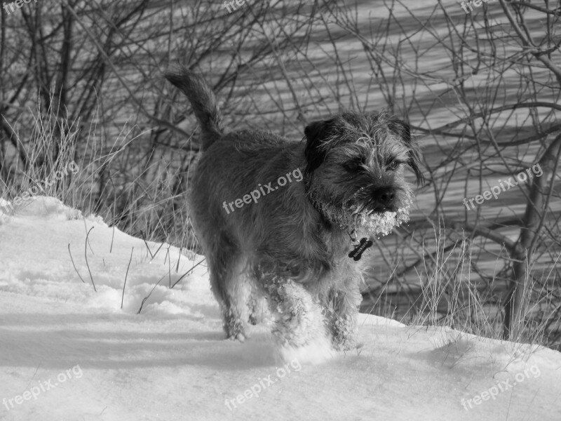 Snow Dog Border Terrier Lake Trees