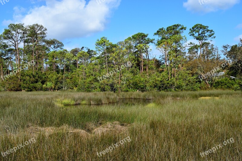 Florida Marshland Wetland Swamp Nature Landscape