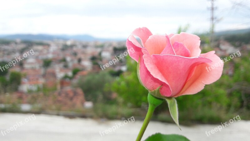 Sinop Flower Nature No One Rose