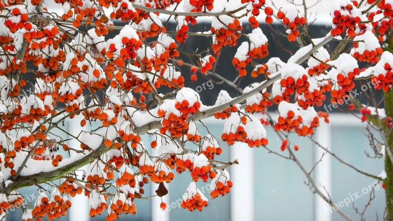 Fine Berry Red Berries Snowy Fruits