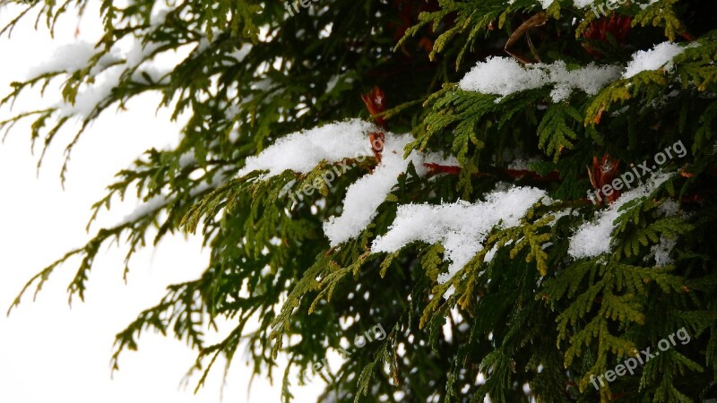 The Snow On The Branch Snowy Tree Snowy Branch Winter