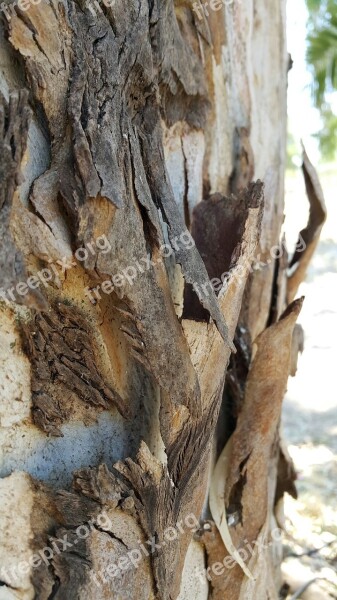 Eucalyptus Unique Eucalyptus Australia Nature Tree