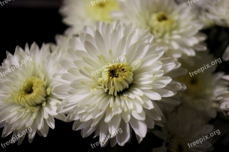 Flowers Handsomely White Free Photos