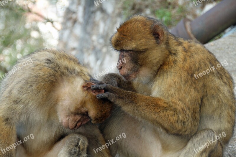 Barbary Macaque Monkeys Animal Wildlife Nature