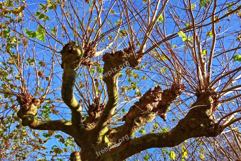 Tree Pollard Willow Pollarded Willow Deciduous Tree