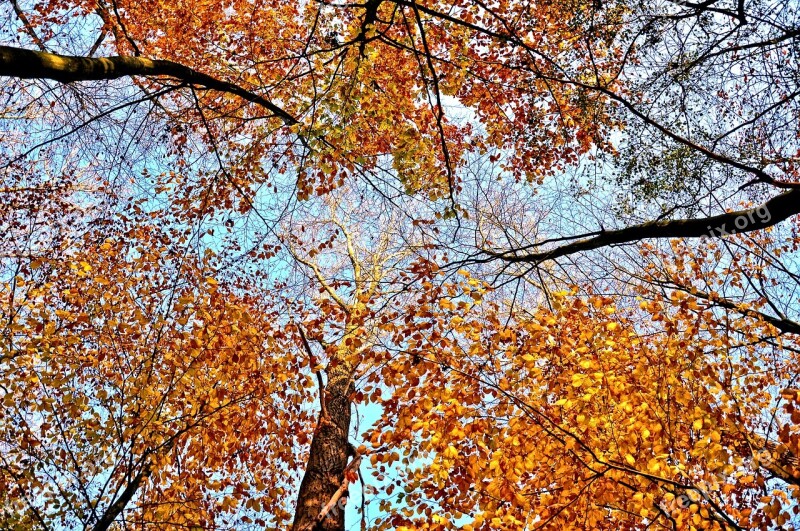 Trees Treetops Rising Up Autumn Leaves Branches