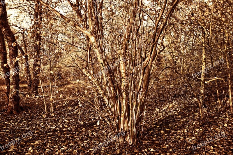 Hazelnut Tree Hazel Corylus Tree Shrub