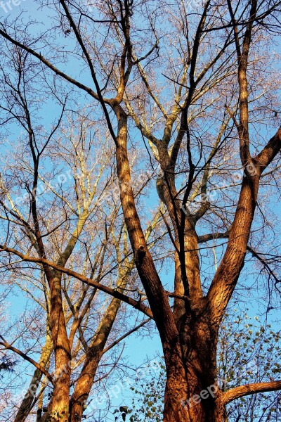 Trees Tree Tops Trunk Branch Two Trees