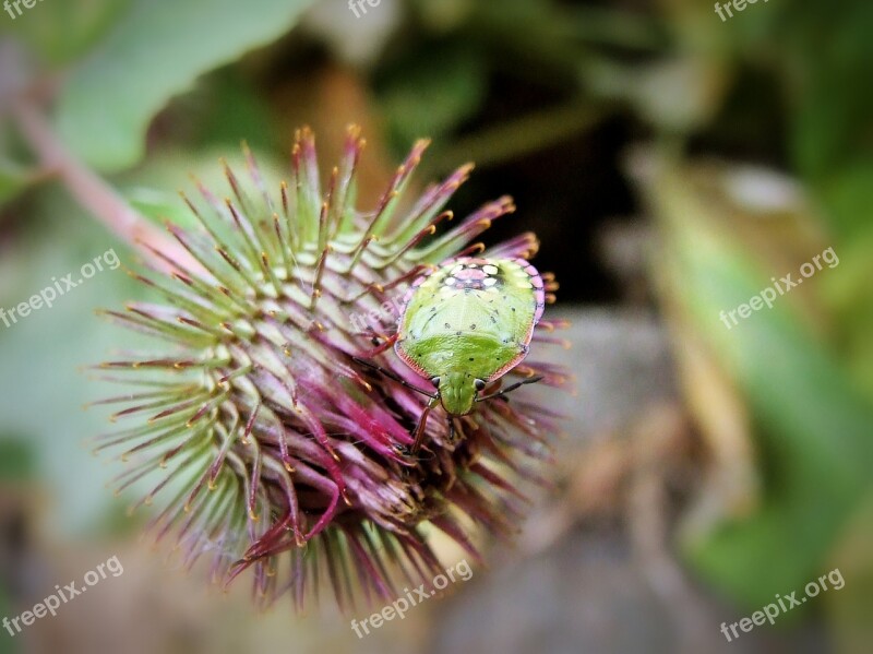 Plant Sprouts Insect Leaf Foliage