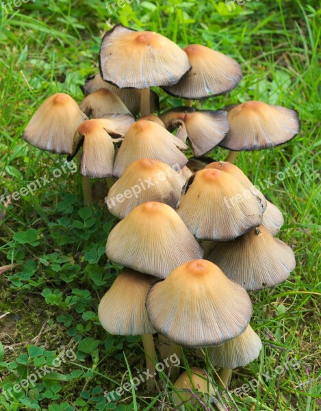 Nature Mushrooms Forest Mushroom Forest Mushroom Picking