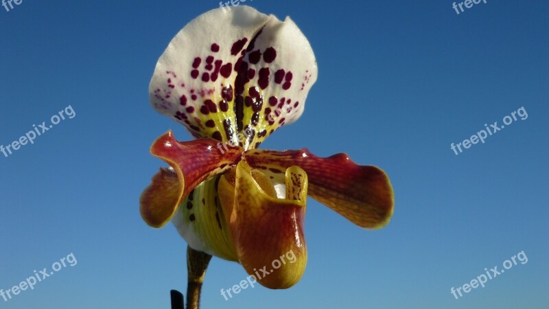 Frauenschuh Orchid Magnificent Blossom Bloom