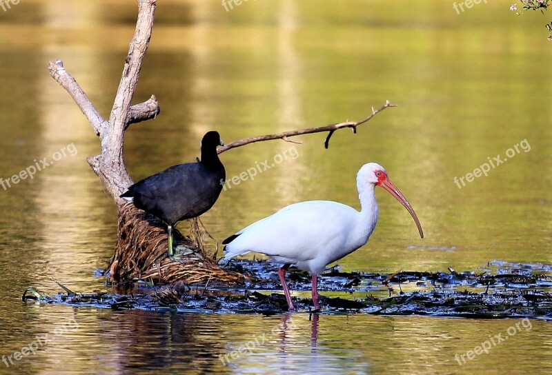 Bird Swamp Ibis Nature Animal