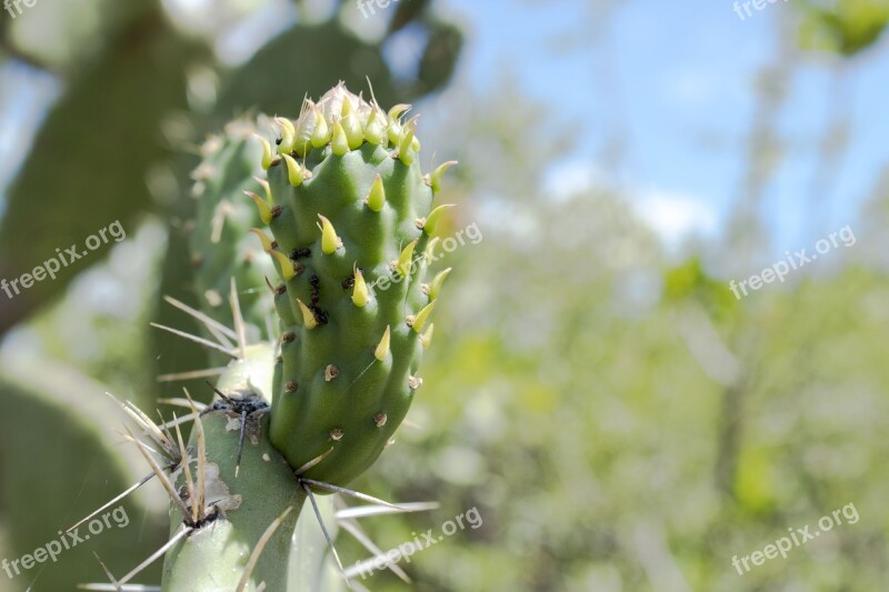 Prickly Pears Fruit Food Free Photos