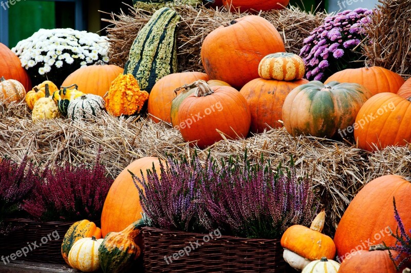 Pumpkin Autumn Pumpkins A Vegetable Vegetables