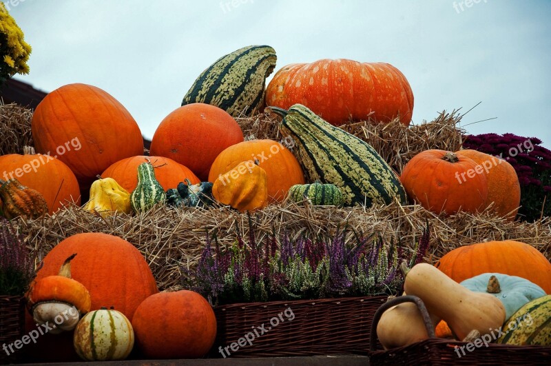 Pumpkin Autumn Pumpkins A Vegetable Vegetables