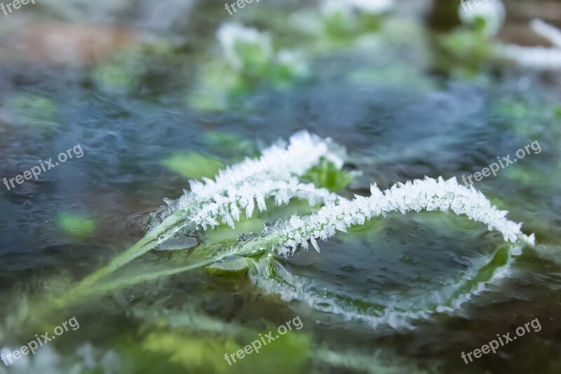 Frost Ice Eiskristalle Frozen Winter