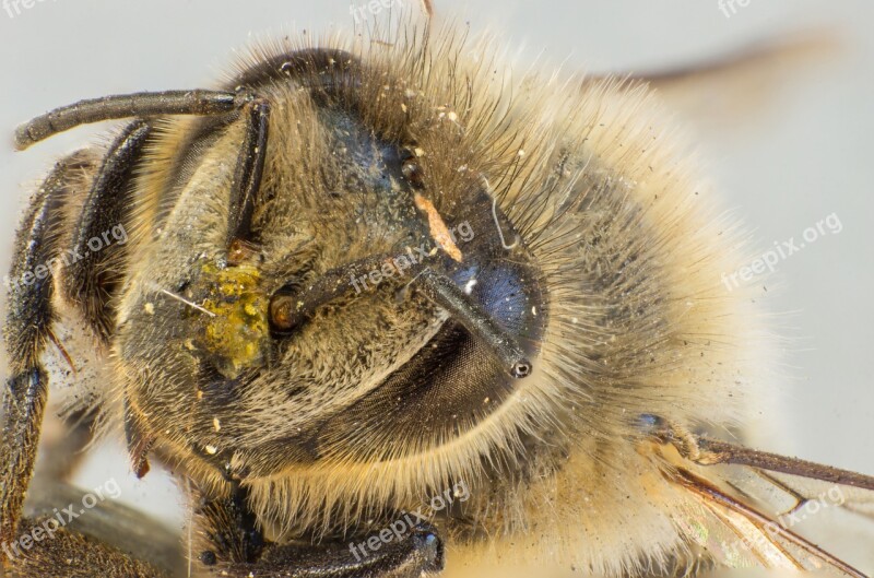 Bee Wild Bee Pollen Hair Insect