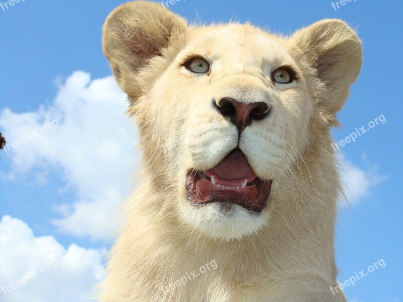 White Lion Male Dangerous Free Photos