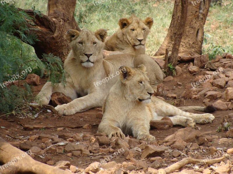 Lions Females Predator Free Photos