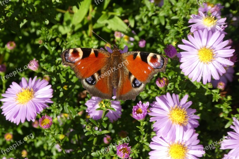 Peacock Butterfly Aster Flower Free Photos