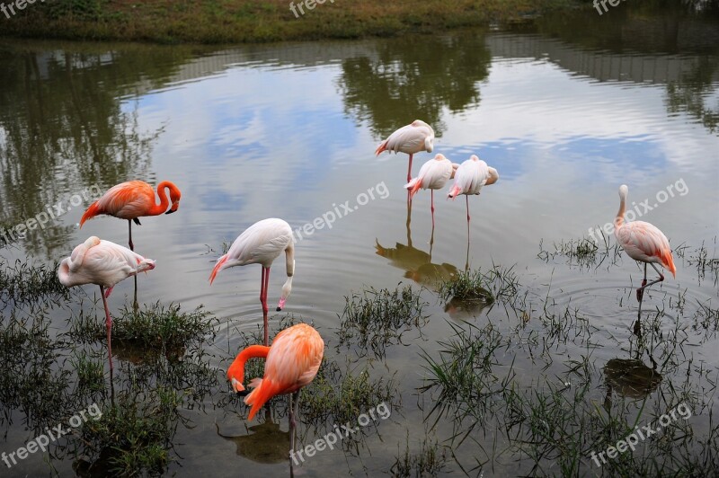 Migratory Birds Flamingo Birds Nature Habitat For Migratory Birds