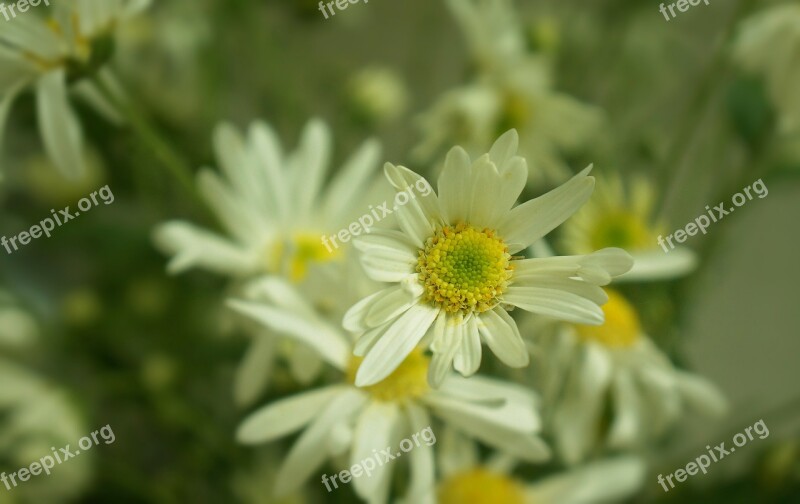 Daisy Robins Flowering Season Hanoi White Daisies Free Photos